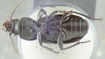 Media type: image;   Entomology 600404 Aspect: habitus ventral view